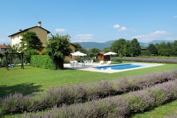 Plante, Arbuste, Jardin, Lot Terre, Lavande, Couverture De Sol, Pelouse, Aménagement Paysager, Cour, Jardin Botanique