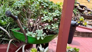 Eine Schubkarre mit Sukkulenten in Töpfen und einem Gartenschlauch.