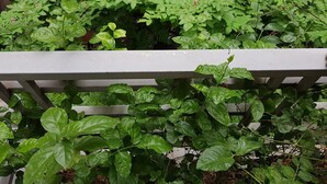 Een tuin met een witte metalen hek en weelderig groen blad.