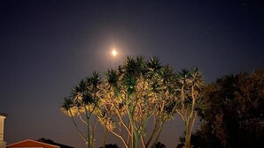 Una piscina di notte con la luna nel cielo e palme circostanti.