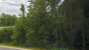 Una carretera bordeada por un bosque denso con cielo despejado.