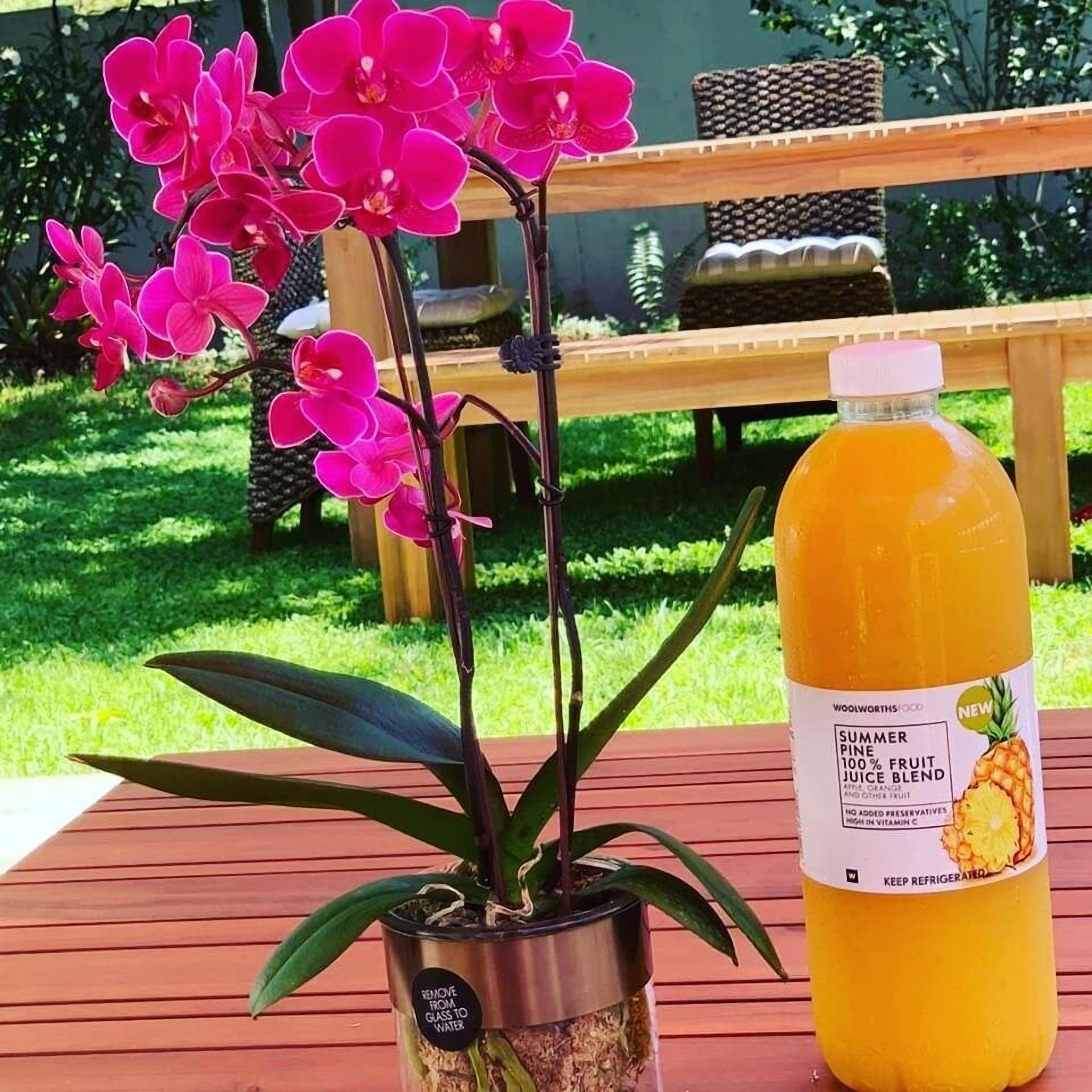 A potted orchid plant and a bottle of summer pine fruit juice blend on a wooden deck.