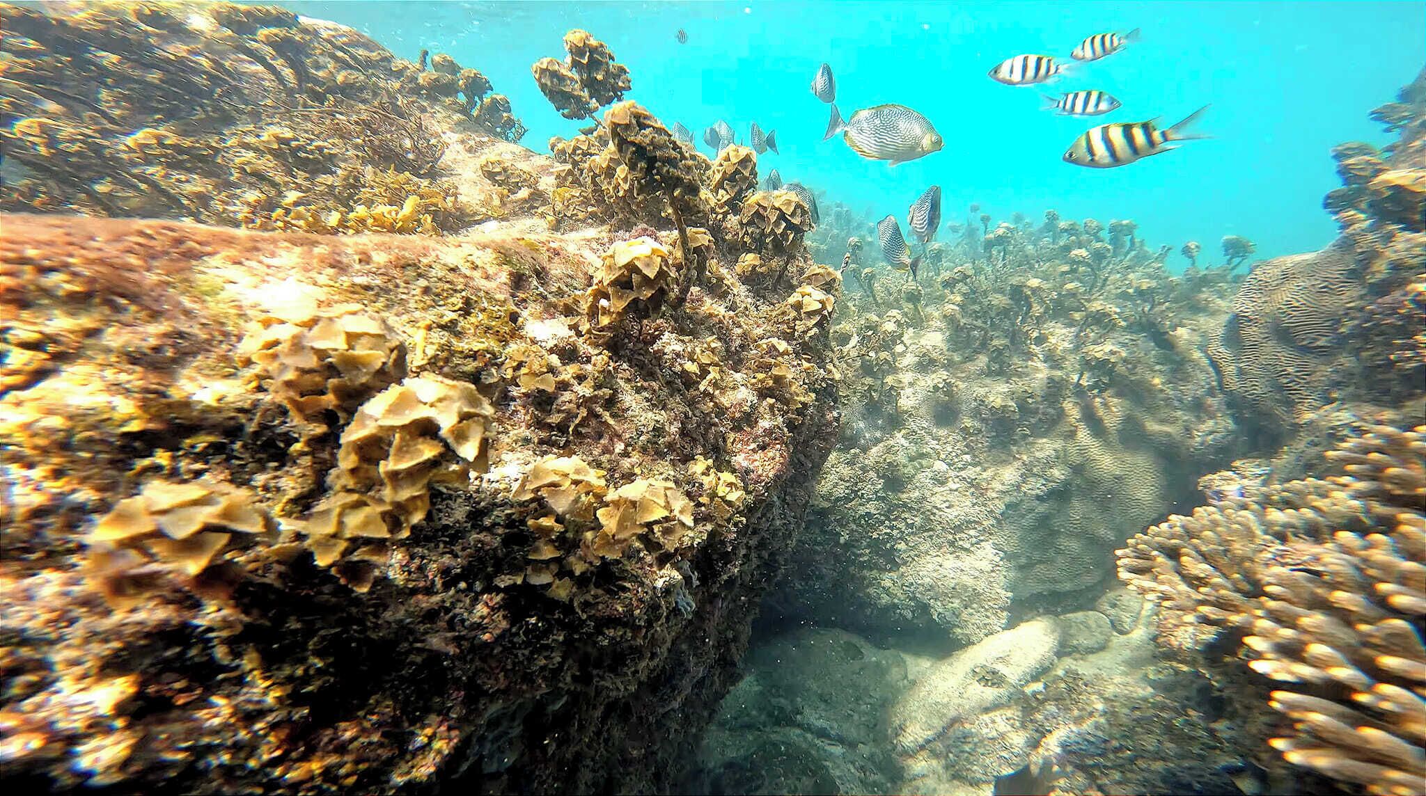 Plage, sable blanc, kayak