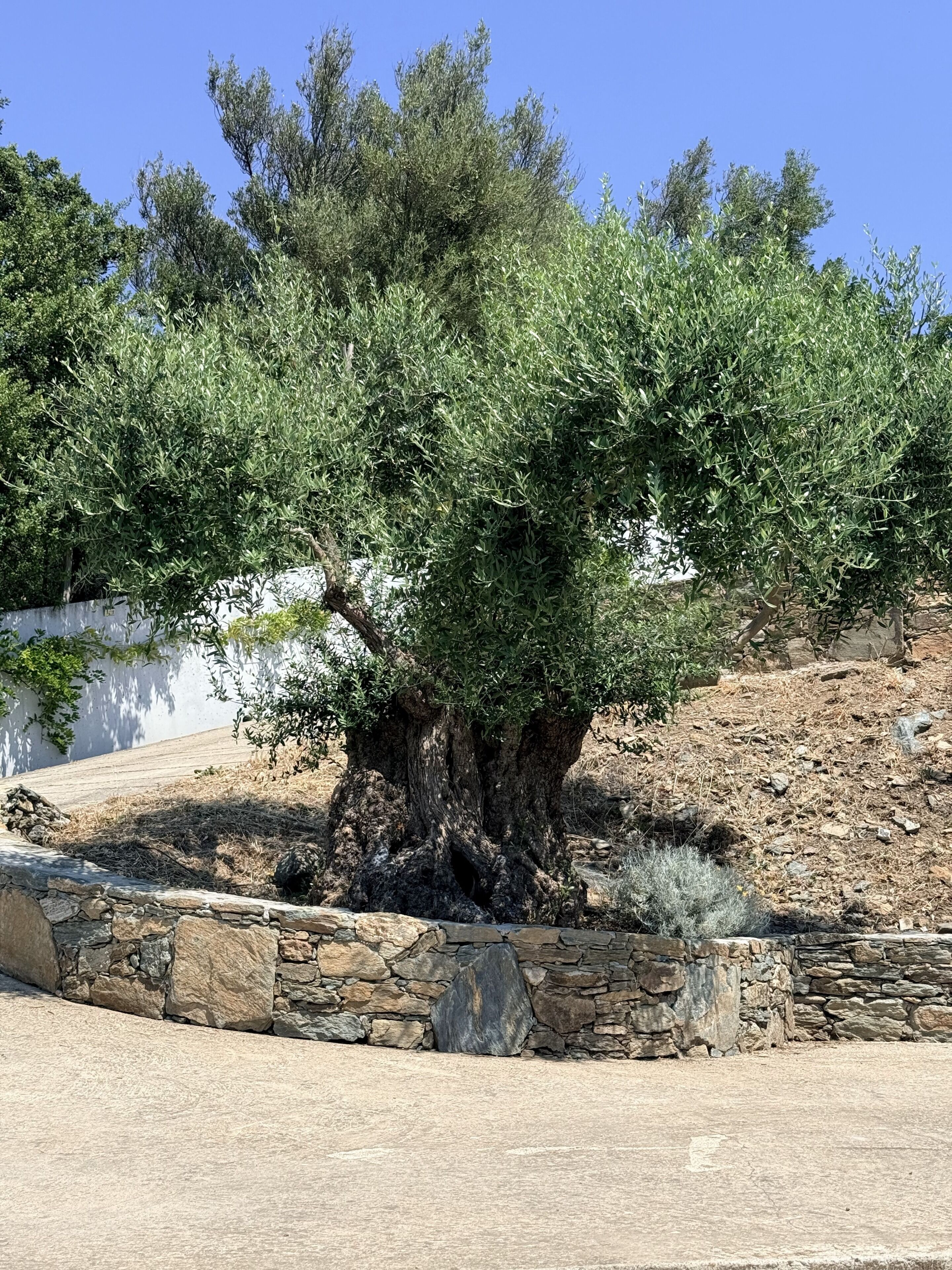 A large tree with a thick trunk and dense foliage, surrounded by a stone wall and dry grass.