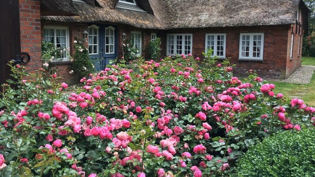 Ein traditionelles Haus mit Strohdach und Ziegelverkleidung, umgeben von einem üppigen Rosengarten in Rosa.
