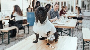 Un perro con una camisa blanca sentado a una mesa de madera con una copa de vino.