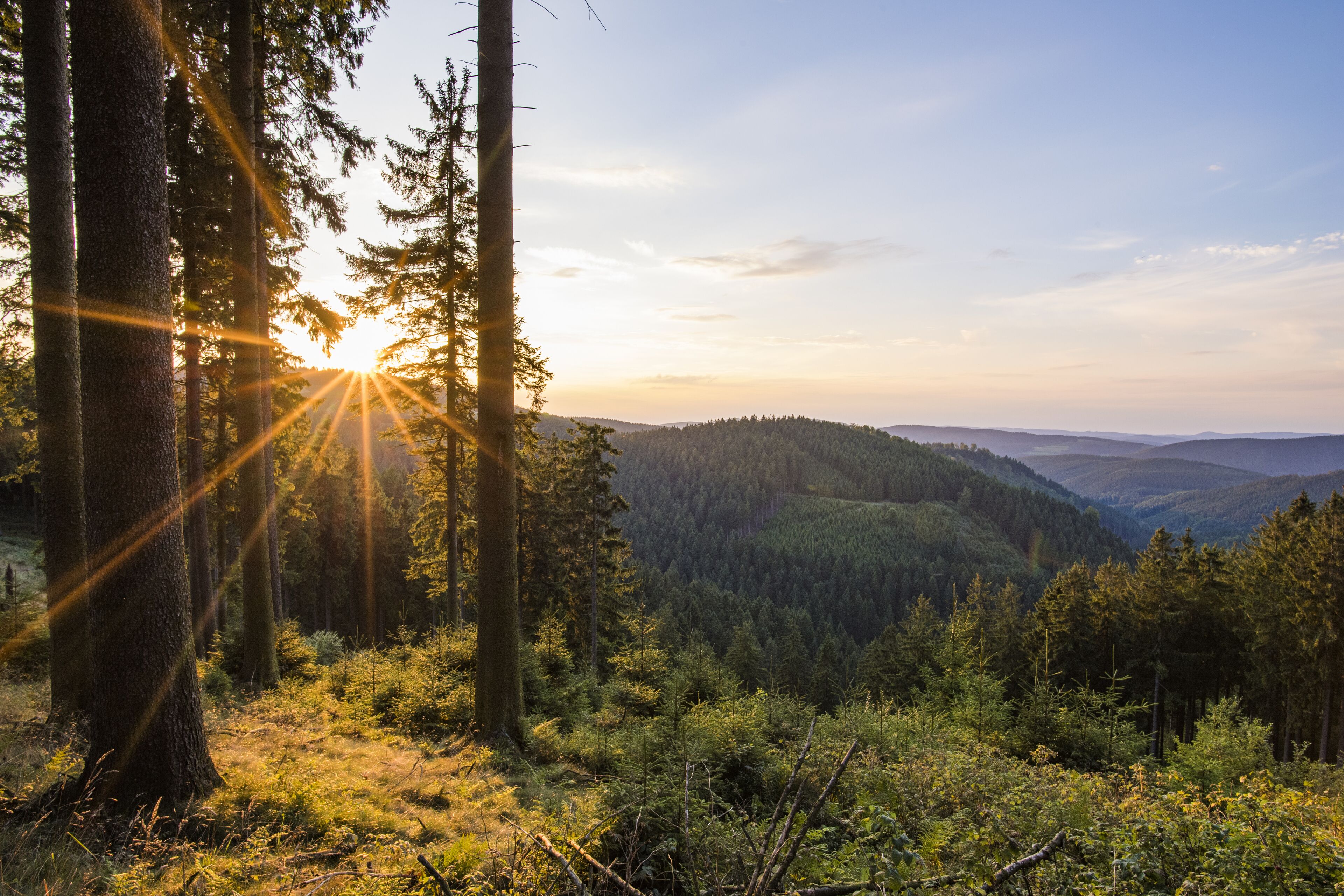 Eine bewaldete Landschaft, durch deren Bäume Sonnenlicht fällt.