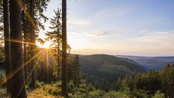 Eine bewaldete Landschaft, durch deren Bäume Sonnenlicht fällt.