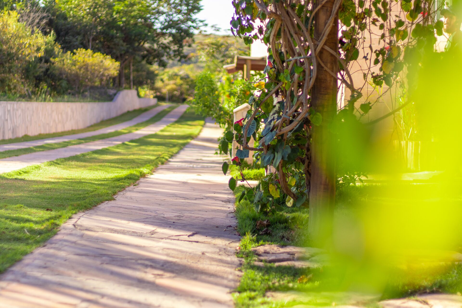 A pathway lined with greenery and a wall covered in vines.
