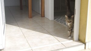 En katt går in i ett rum genom en dörröppning.