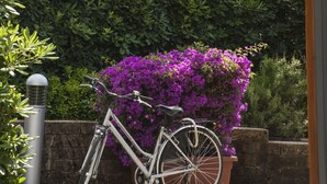 A bicycle parked next to a planter with purple flowers, a stone wall, and a building with a wooden roof. - Miramare Resort (Pisa)