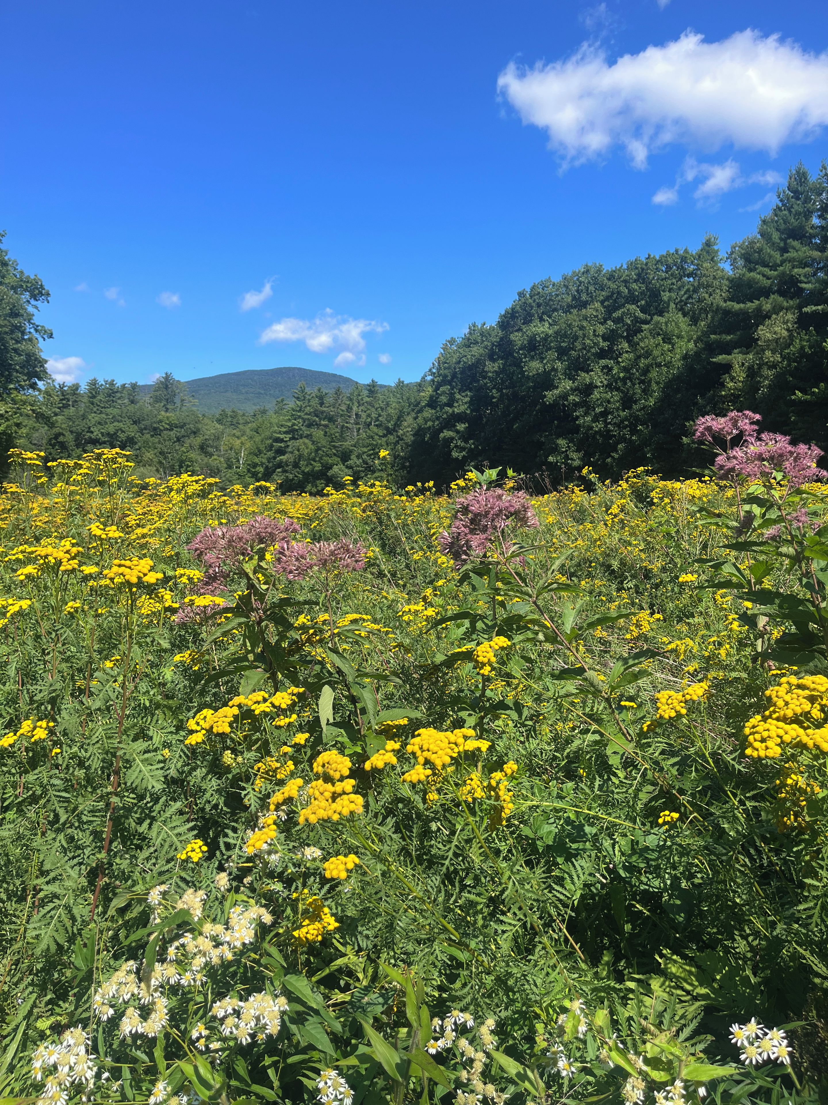Un campo de flores amarillas con follaje verde y una colina boscosa al fondo.