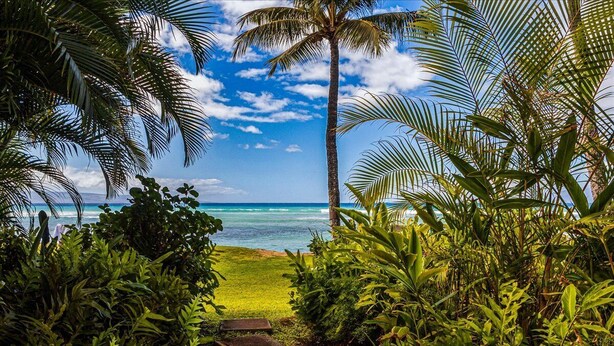 Un sendero tropical que lleva a una playa con palmeras y abundante vegetación.