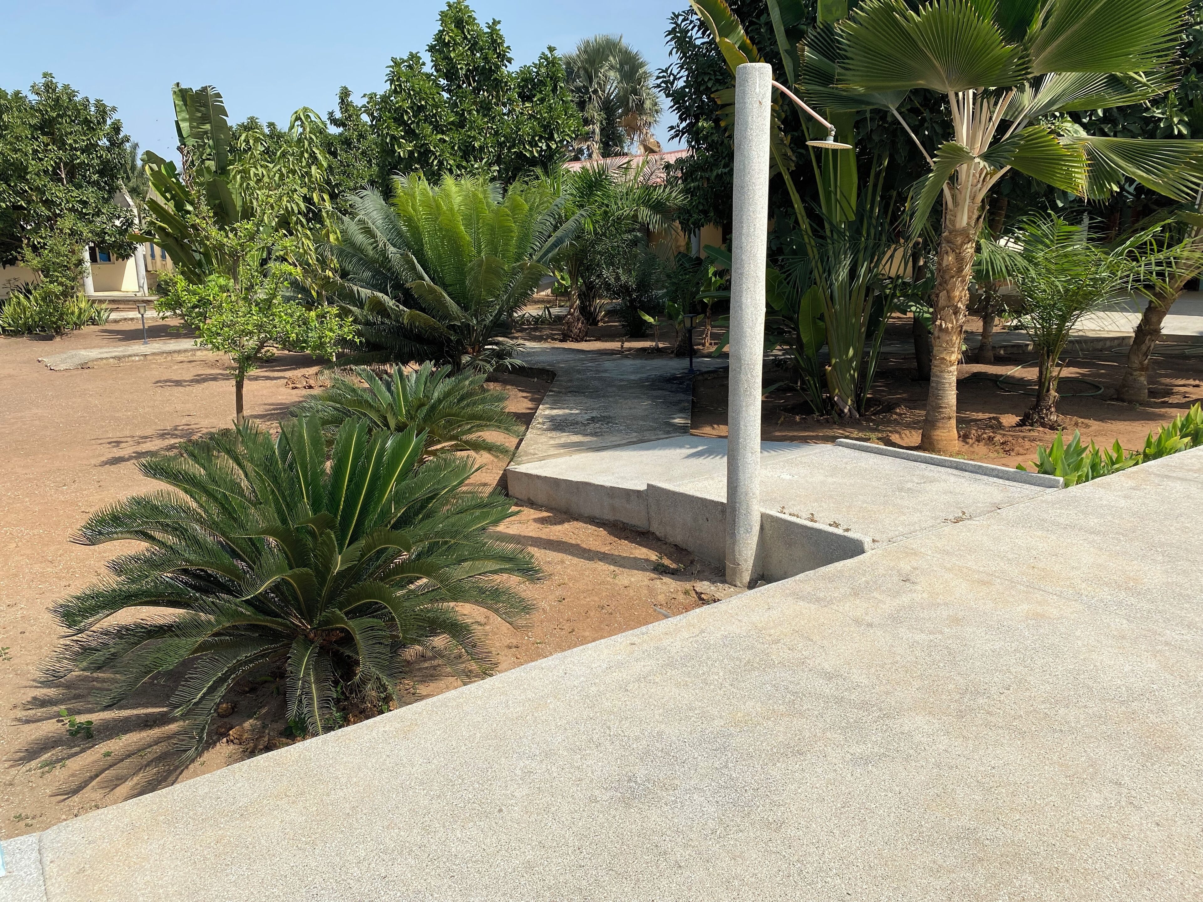 A concrete pathway leading through a garden with palm trees and other greenery.