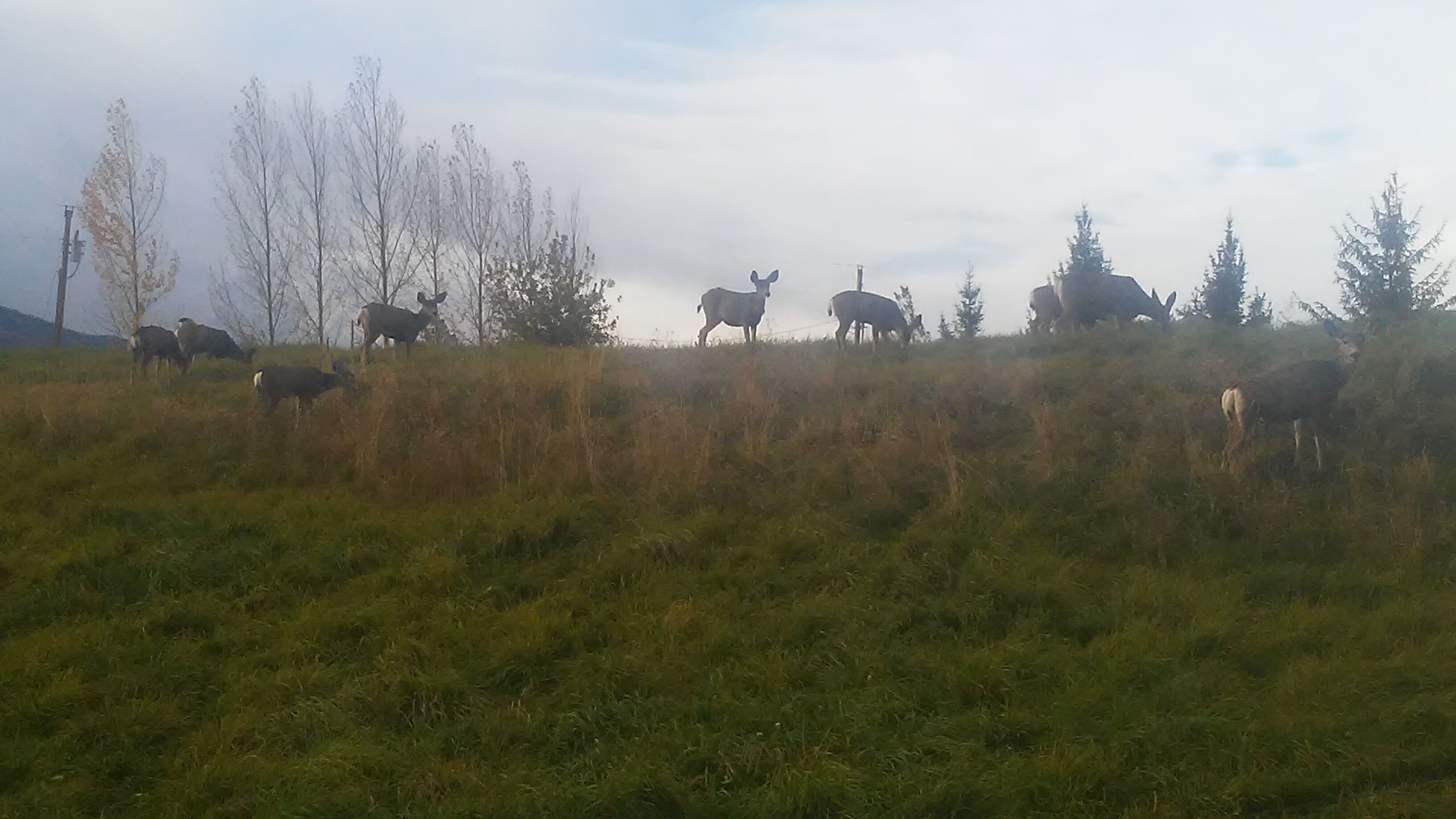 Een grasveld met verschillende koeien die grazen.