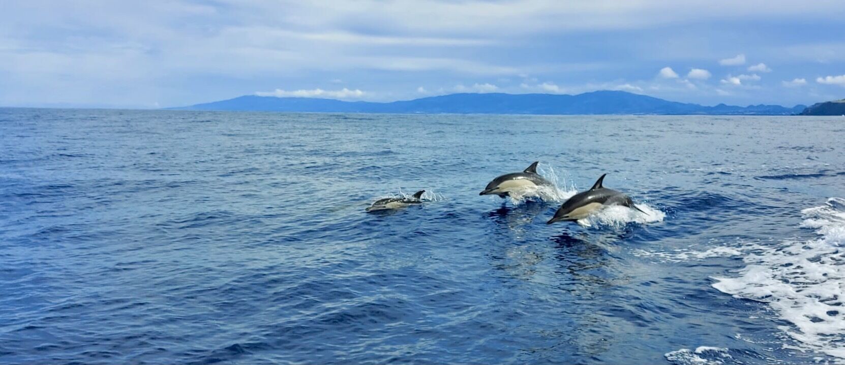 Dolphins in the ocean with mountains in the background.