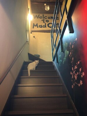 Interior - Mad Cat Hostel Osaka & Bar (Osaka)