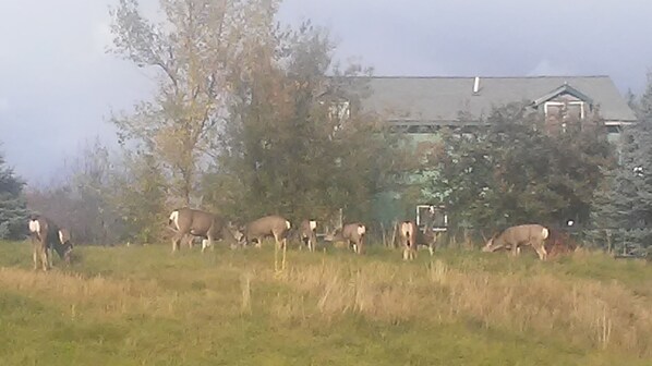 A field with several deer grazing.