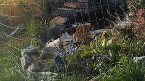 An American flag on a rock with a wire fence and vegetation around.