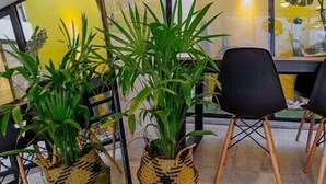 Lounge - Stay Frida (Aguascalientes)