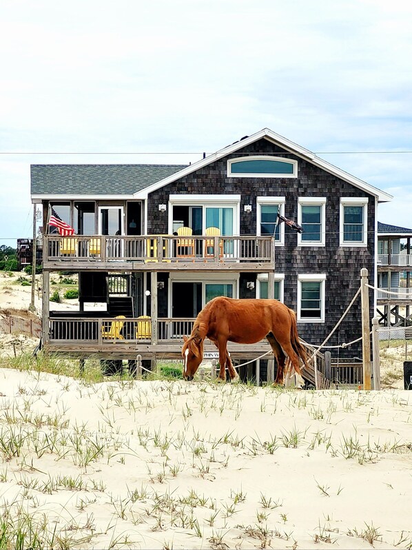 A two-story house with a balcony, a horse tethered in front, and a sandy beach in the background. - OCEANFRONT, 4-wheel drive area, Wild Horses, Ocean Views! 4x1662, Dolphin Watch (Corolla)