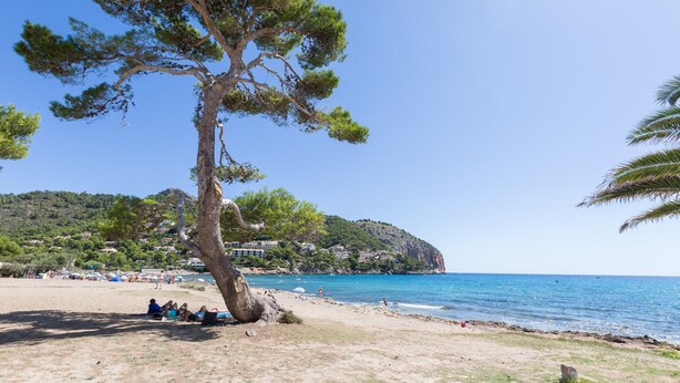 A beach with a large tree, clear blue sky, and a distant view of houses on a hill. - ORO DEL MAR IV Apartamento O2 - Apartment near the beach and with shared pool Free WiFi (Capdepera)