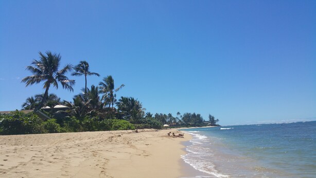 A beach with palm trees and a clear sky. - Spacious Waialua studio (Waialua)