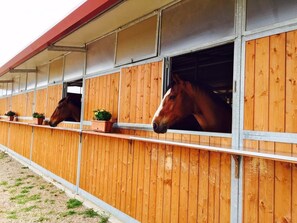 Unclassified image, 2 of 17, button - Cascina al Colle - Antonio apartment (Populonia)