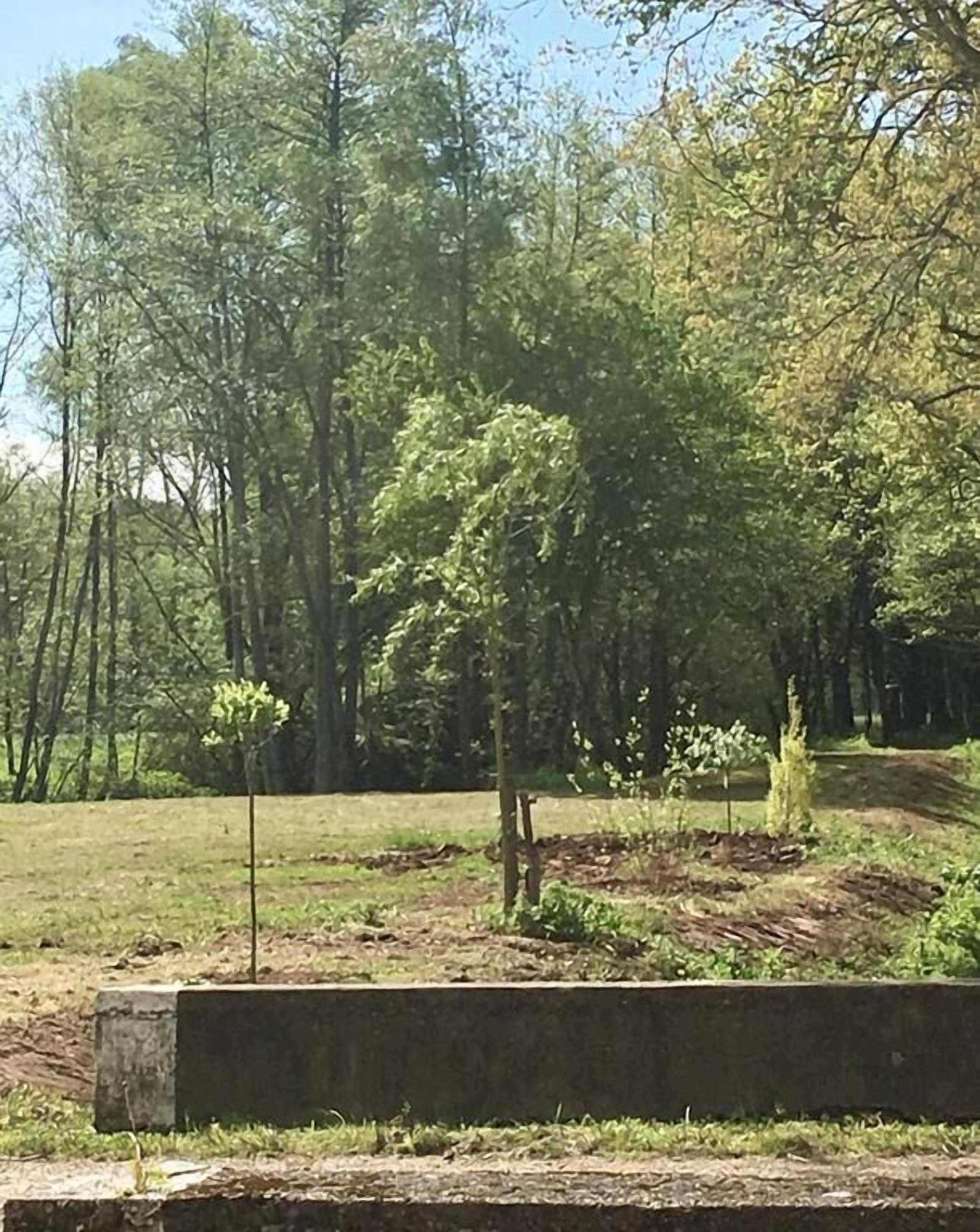 Un parc avec un petit arbre au premier plan, entouré d’herbe et bordé d’une allée en béton.