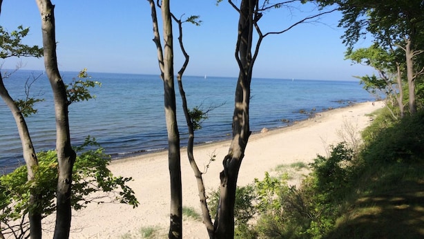 A beach with trees and a clear view of the sea.