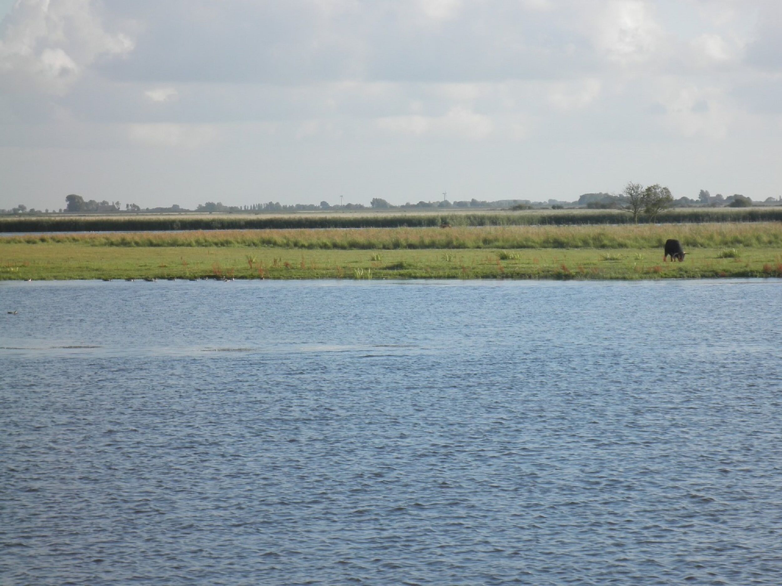A calm body of water with a grassy area and a tree in the background.