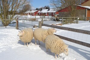 Apartment | Unterkunftsgelände