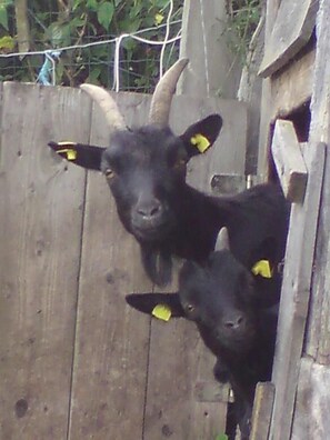 Apartment | Unterkunftsgelände