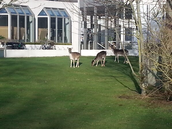 Property grounds - Ferienwohnung 25 (Norderney)