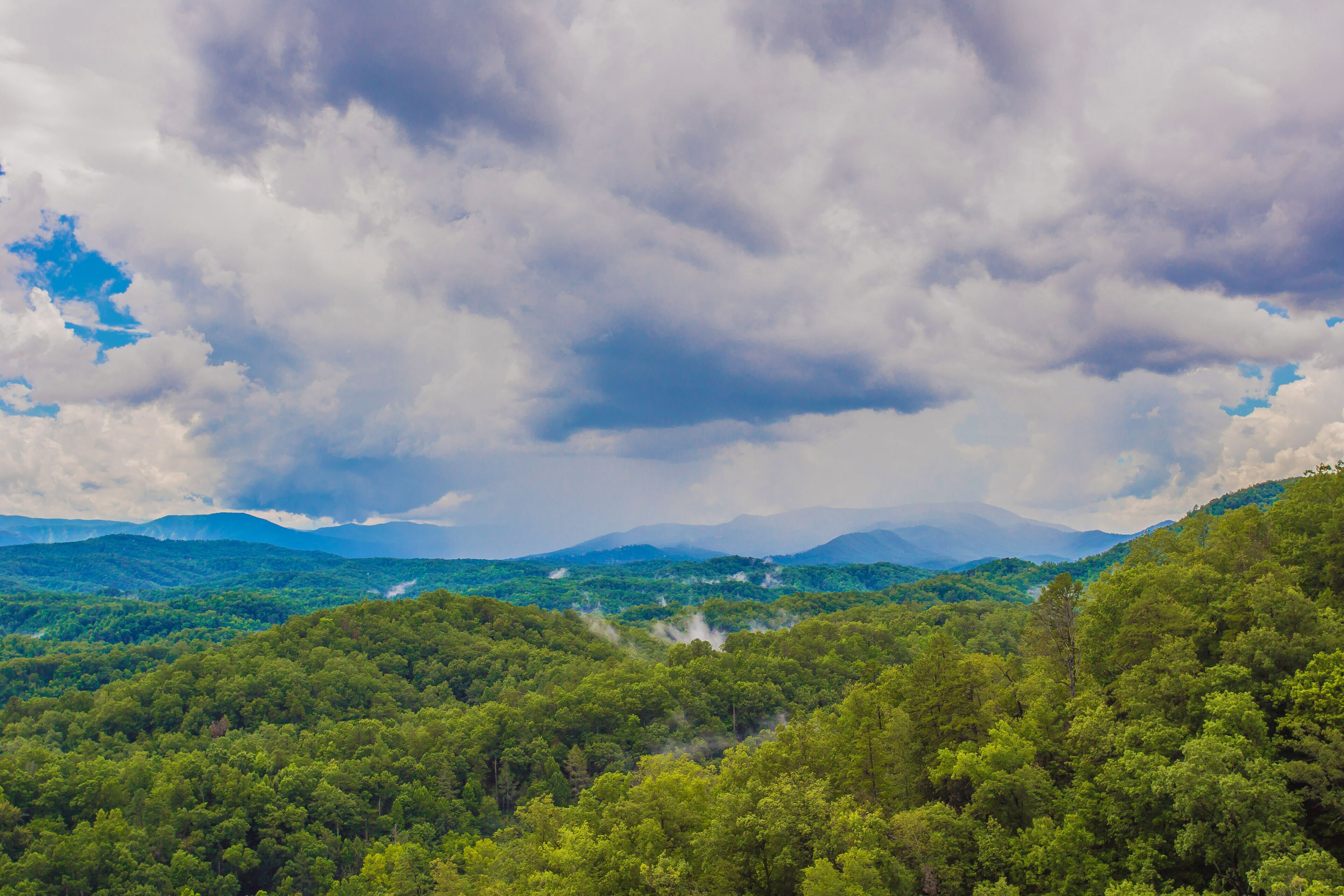 A forested landscape with a mountain range in the background.