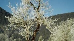 A tree with a thick trunk and branches covered in snow. - Falkenberg Wohnung 211 (Oberstdorf)