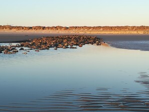 Apartment (Ferienwohnung "Silberdiestel") | Beach - Ferienwohnung "silberdiestel" (Norderney)