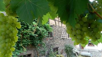 House | Property grounds