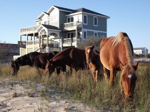 Exterior - Oceanside, Private Pool, Wild Horses, Hot Tub, 4x1614, Let's Just Sea (Corolla)