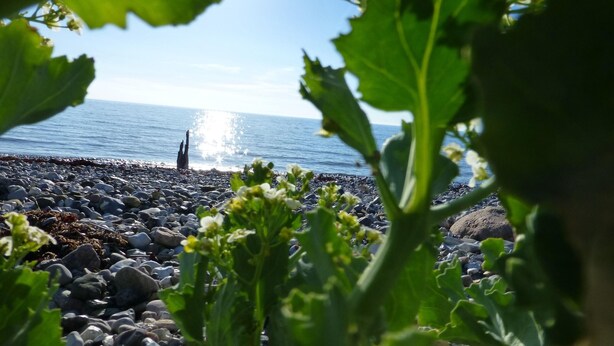 Une plage rocheuse offrant une vue dégagée sur la mer, avec une personne se tenant au loin.