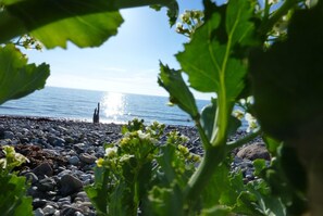 House | Property grounds