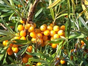 Lägenhet (Fewo am Feldrain auf NW Rügen) | Exteriör