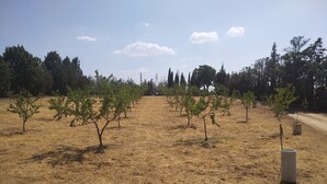 A vineyard with rows of young trees and a dirt path. - Quinta La Alpujarra (Batres)