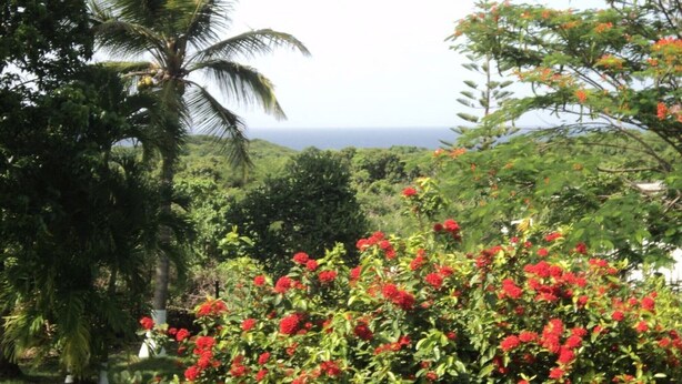 A lush garden with a variety of trees, including a prominent palm tree, and a bush with red flowers. - Villa ‘‘ Sapotille ’’ calm all comfort wonderful setting at Le Moule (Le Moule)