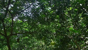 A garden pathway with stone steps and lush greenery. - Trang An Ecolodge (Tay Hoa Lu)