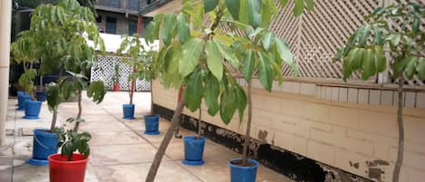 A courtyard with potted trees and a building with a lattice wall.