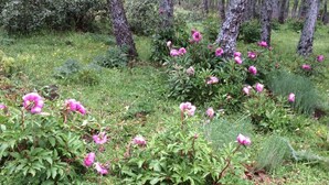 Ein bewaldetes Gebiet mit rosa blühenden Pflanzen und Bäumen.