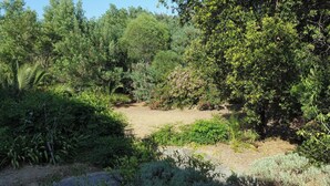 Un jardin avec différentes plantes et arbres, un sentier de terre et un mur de pierres.