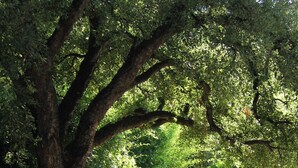 Un espace extérieur aménagé avec une terrasse dallée de pierres, entouré d’une végétation luxuriante et d’arbres.