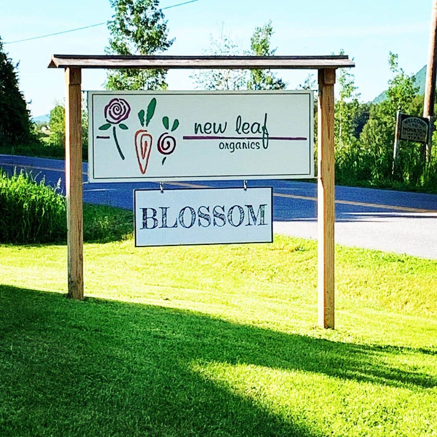 A signboard for 'new leaf organics' with the name 'BLOSSOM' below it.